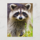 Recherche de lotos posters Nord américain