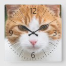 Zoek naar mooie katten klokken Schattig