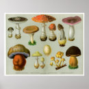 Recherche de mushroom posters Antique