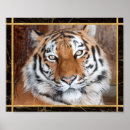 Zoek naar tijger gezicht posters Wild dier