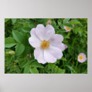 Recherche de vegetation posters Rose