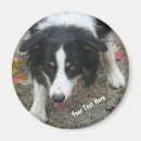 Zoek naar border collie magneten Dier