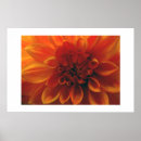 Zoek naar dahlia kunst Rood