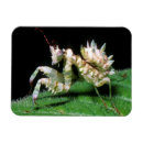 Recherche de adapté magnets Animal