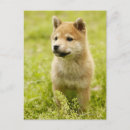 Recherche de shiba cartes postales Animal