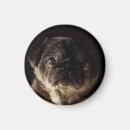Recherche de carlin noir magnets Mignon