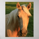 Recherche de mustang posters Cowboy