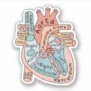 Recherche de anatomie autocollants Coeur anatomique