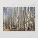 Recherche de arbre peuplier cartes postales Paysage