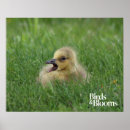 Zoek naar ornithologie posters Vogelfoto