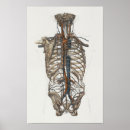 Zoek naar skeleton kunst Anatomie