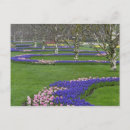 Recherche de tulipe cartes postales Europe