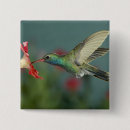 Zoek naar kolibrie buttons Vlucht