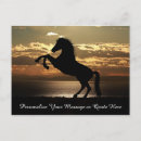 Recherche de beau cheval cartes postales Étalon