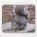 Recherche de écureuil bébé tapis souris Rongeur