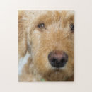Recherche de coquelicots puzzles Adorable