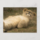 Recherche de lion mignon cartes postales Pour tous