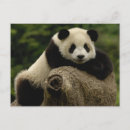 Recherche de panda géant cartes postales Asie
