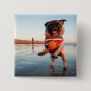 Recherche de carlin badges Chiot