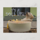 Recherche de chiot drôle cartes postales Chien