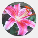 Recherche de stargazer lily autocollants Nature