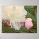 Recherche de bourgeon rose posters Photographie de la nature