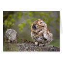 Recherche de fauve cartes postales Hibou