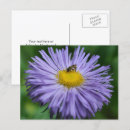 Recherche de marguerite violette cartes postales Floral