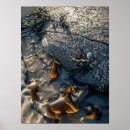 Zoek naar zeewier posters Strand