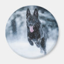 Recherche de chien de berger allemand magnets Amoureux des chiens