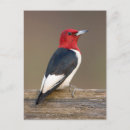 Zoek naar spechten briefkaarten Natuur