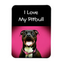 Recherche de pitbull magnete Amour
