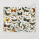 Recherche de chenil cartes postales Dessin