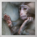Recherche de singe bébé posters Animaux dans la nature