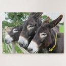 Zoek naar donkey puzzels Foto