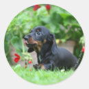 Recherche de chiot teckel autocollants Teckel miniature lisse haired