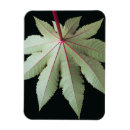 Recherche de tige magnets Feuille