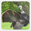 Recherche de chasse oiseau autocollants Observation des oiseaux