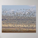 Zoek naar chen Vogel