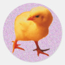 Recherche de poussins jaunes autocollants Poulets