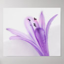 Recherche de agapanthus posters Violet