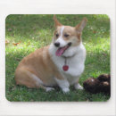 Recherche de corgi pembroke tapis souris Animaux