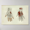 Zoek naar hand anatomie kunst Menselijk