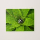 Recherche de bromelliad Photographie