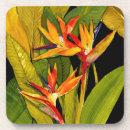 Recherche de oiseaux dessous de verres Oiseau de paradis