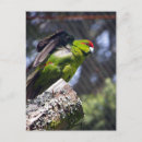 Recherche de perruches cartes postales Faune