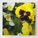 Recherche de buisson horloges Plante