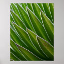 Zoek naar rozet posters Groen