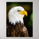 Recherche de aigle chauve art Patriotique