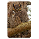 Recherche de chouette magnets Oiseau de proie
